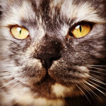 MuseScore profile picture for @Kasha_Kasia