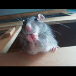MuseScore profile picture for @richardgartun