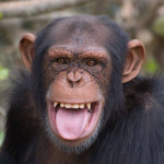 MuseScore profile picture for @C H IM PAN ZEE