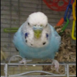 MuseScore profile picture for @Chethebird