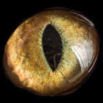MuseScore profile picture for @-Raptor-