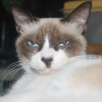 MuseScore profile picture for @Patrick Lloyd Ortiz Paz