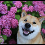MuseScore profile picture for @MamaMia28