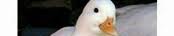 MuseScore banner for @WholesomeDuck
